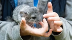 Proč kousnout činčila, jak se odehrávat